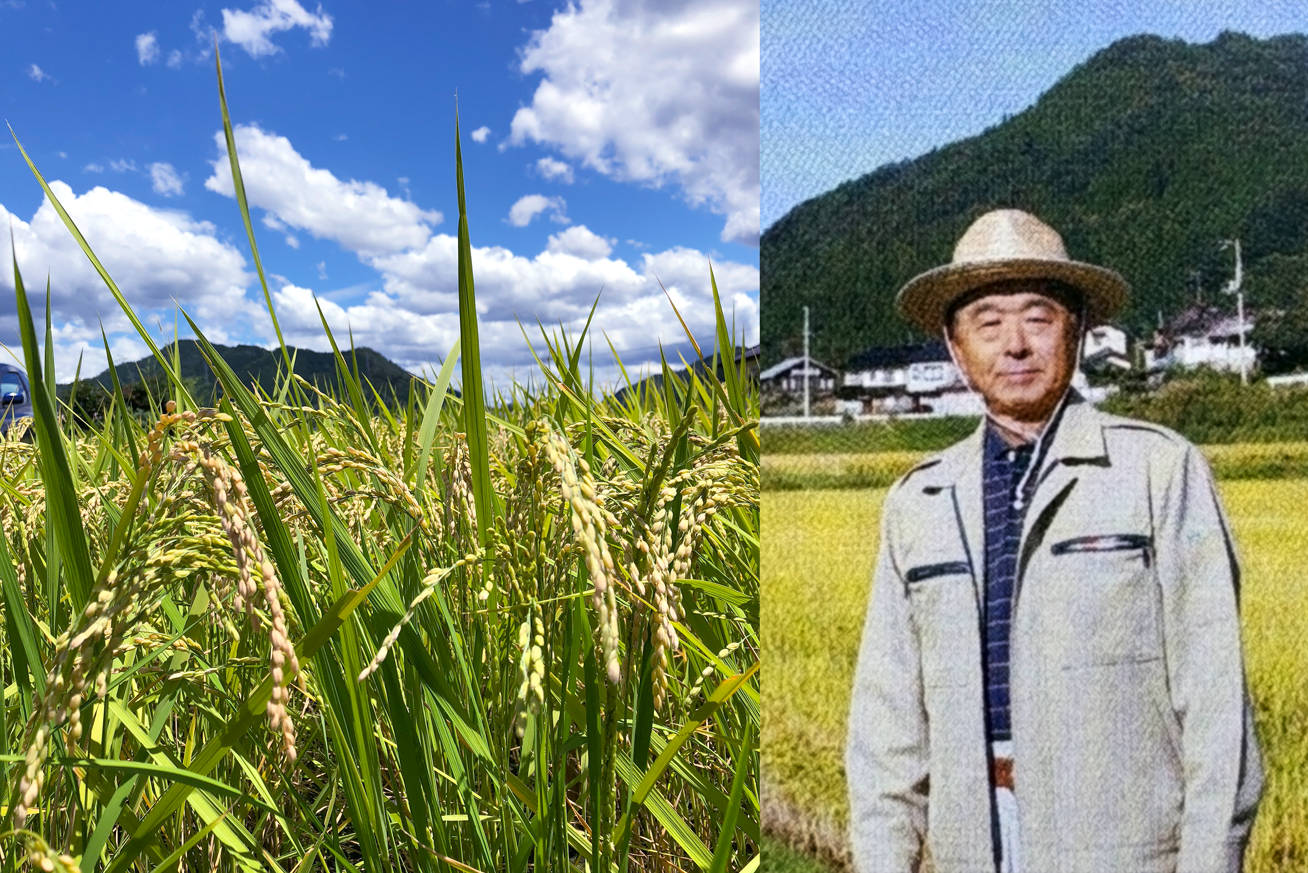 兵庫県養父市　蛇紋岩米（じゃもんがんまい）｜上田 力 さん